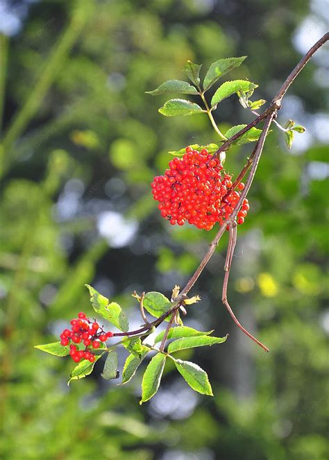 雙紅梅|接骨木漿果